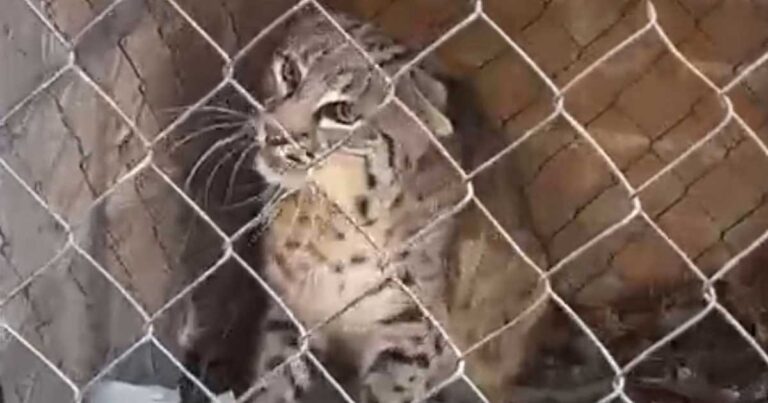 Gato montés encontrado en una vivienda de San Pedro.