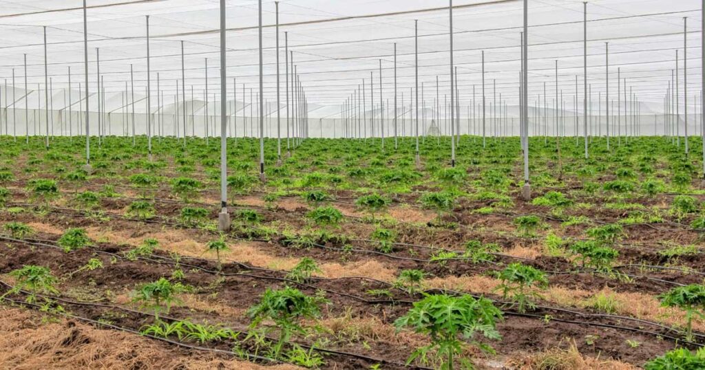 Campo mexicano.