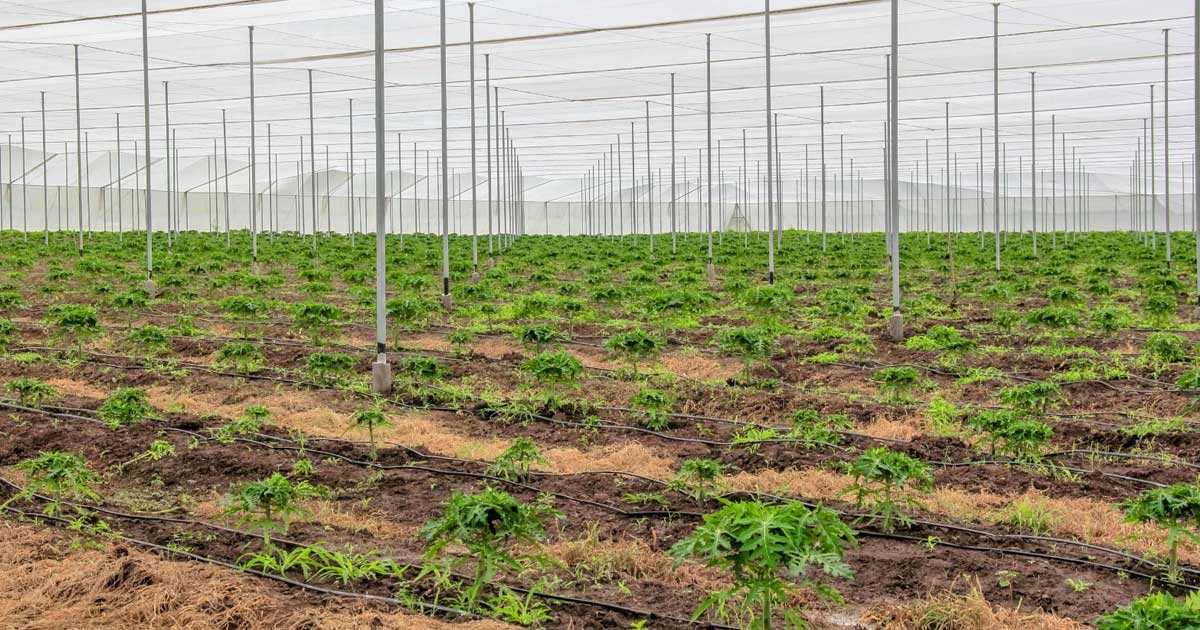 Campo mexicano.