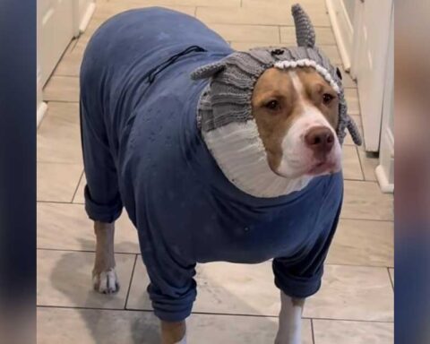 Perro Pitbull abrigado con camisa y gorro.