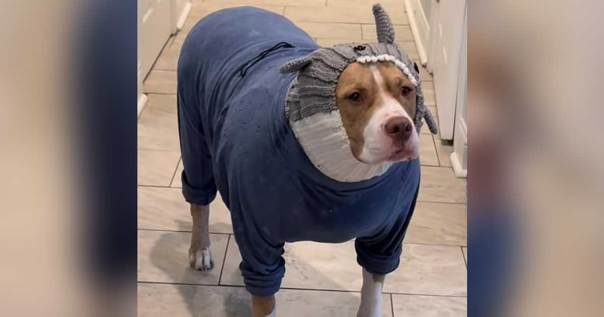 Perro Pitbull abrigado con camisa y gorro.