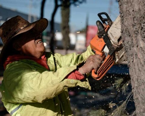 Trabajador de Saltillo cortando un árbol.