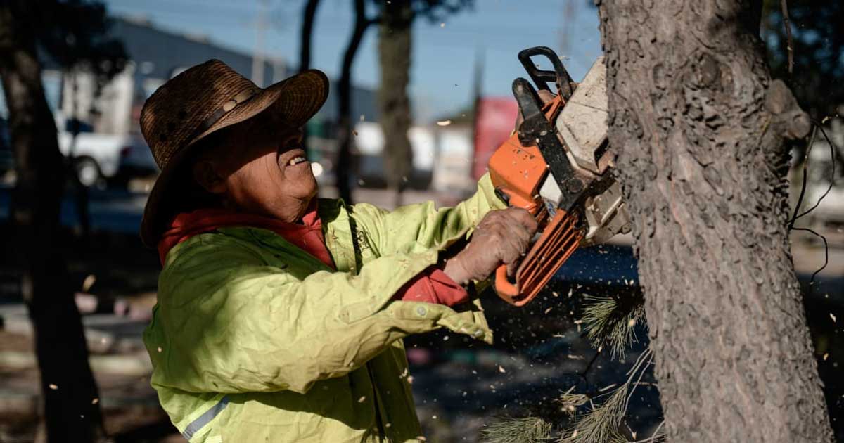 Trabajador de Saltillo cortando un árbol.