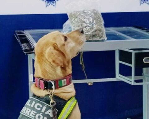 Oficial canino de Torreón.