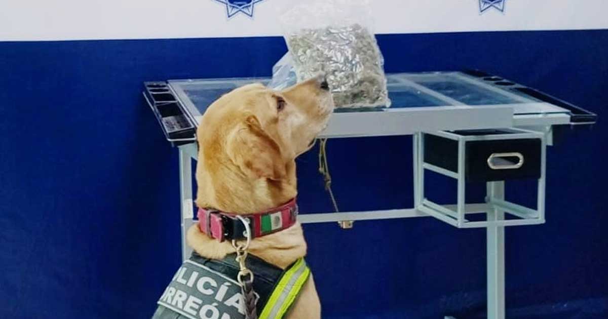 Oficial canino de Torreón.