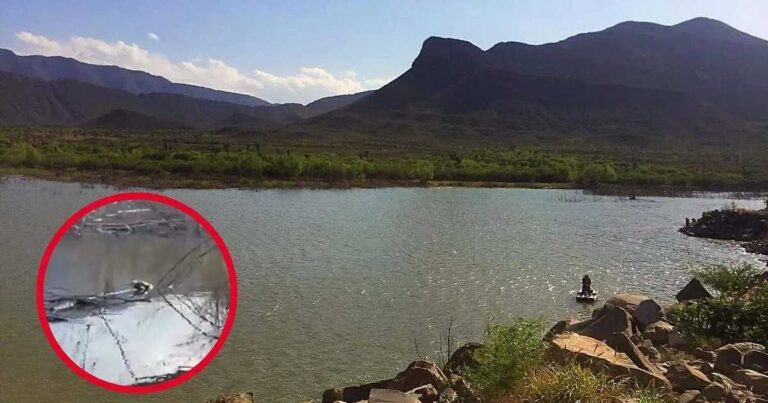 Avistamiento de cocodrilos en presa de Ramos Arizpe.