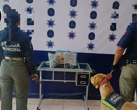 Policías y agentes caninos de la unidad K9 con la mariguana asegurada.