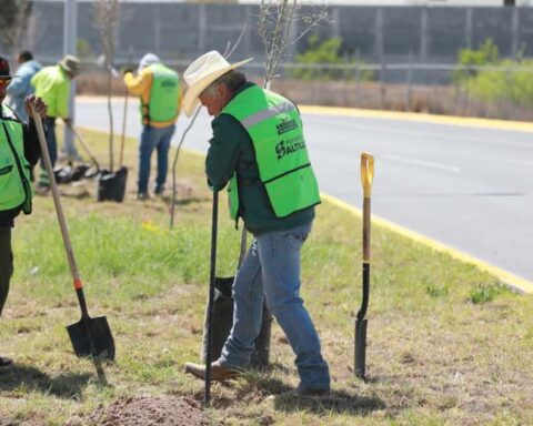 Hombres reforestando en un bulevar de Saltillo.