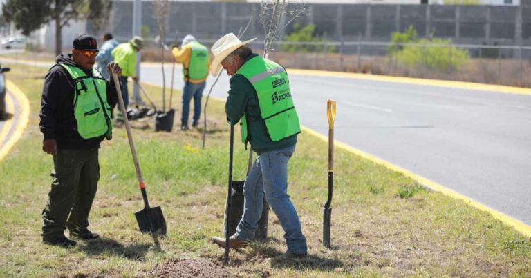 Hombres reforestando en un bulevar de Saltillo.