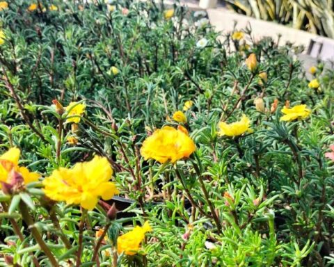 Flores del Vivero Municipal en Torreón.