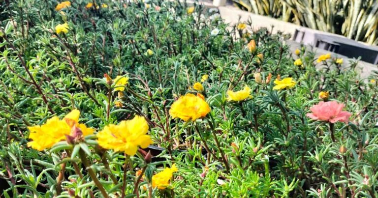 Flores del Vivero Municipal en Torreón.