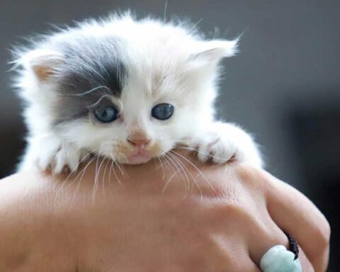 Un gato sostenido por una mano.