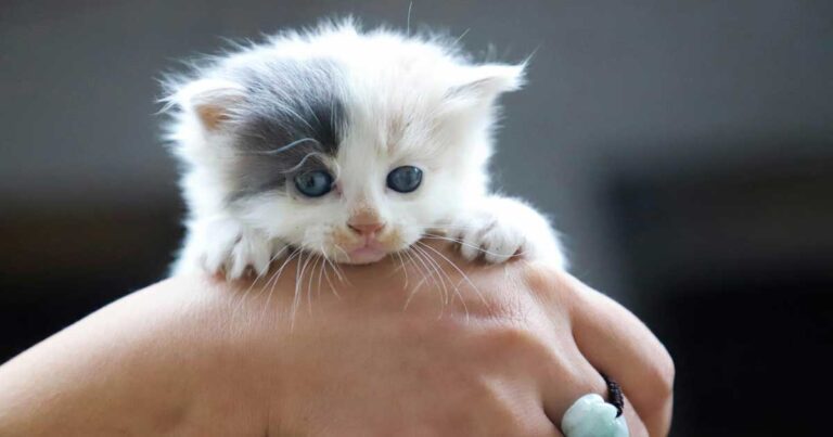 Un gato sostenido por una mano.
