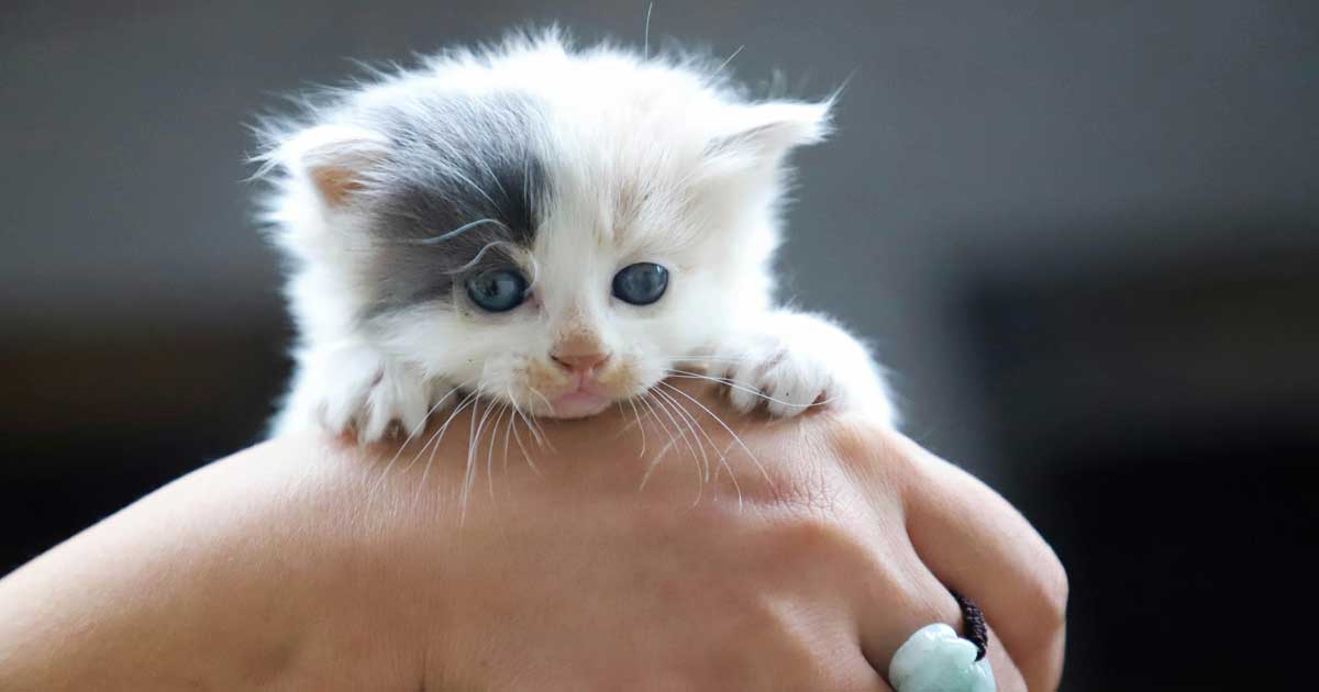 Un gato sostenido por una mano.