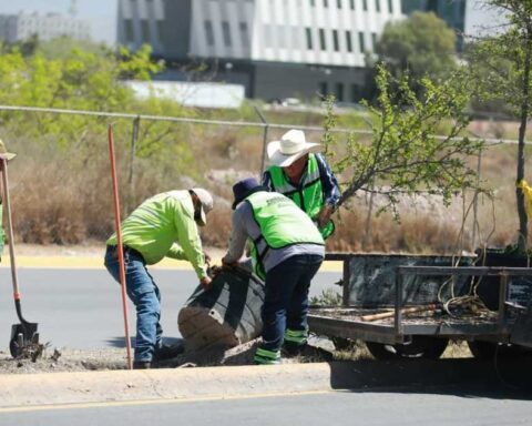 Trabajadores plantando un árbol en un camellón de Saltillo.