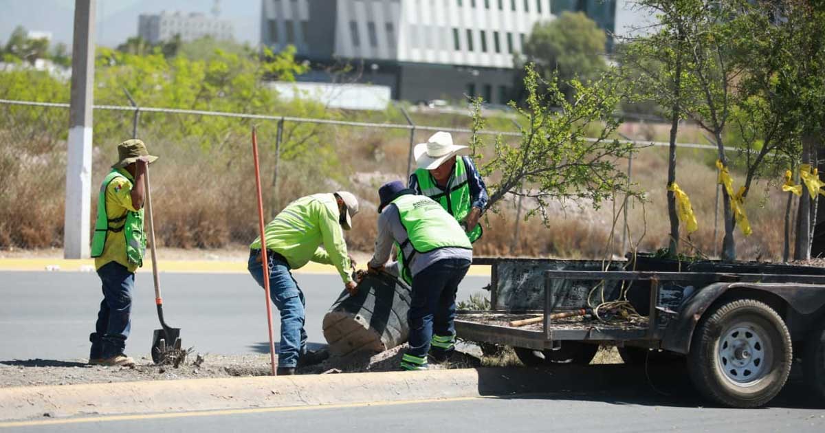 Trabajadores plantando un árbol en un camellón de Saltillo.