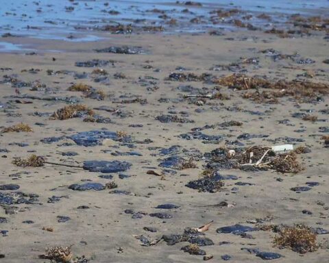 Playa con restos del hidrocarburo derramado en el Golfo de México.
