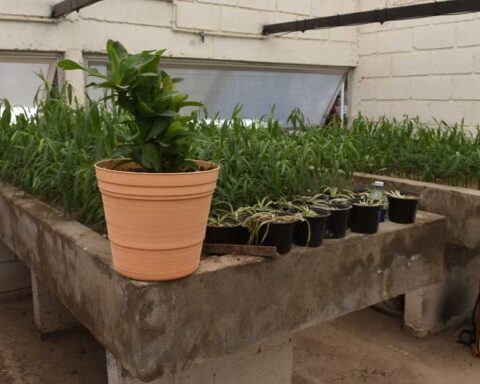 Planta del Vivero Municipal de Torreón.