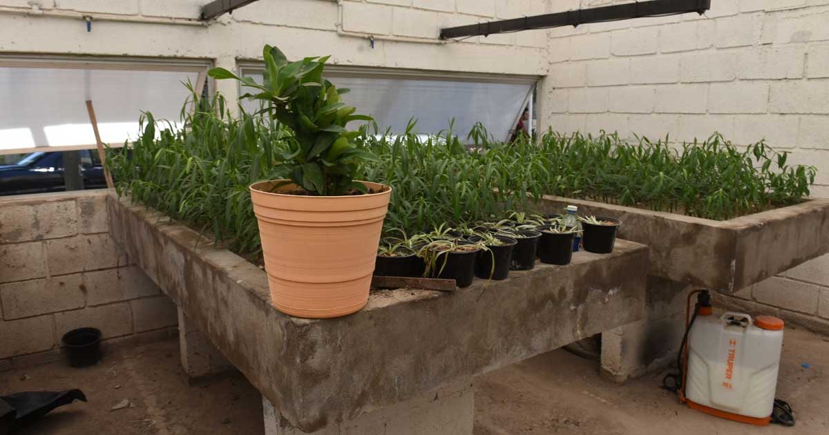 Planta del Vivero Municipal de Torreón.