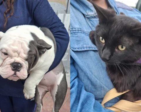 Del lado izquierdo, un perro; del lado derecho, un gato.