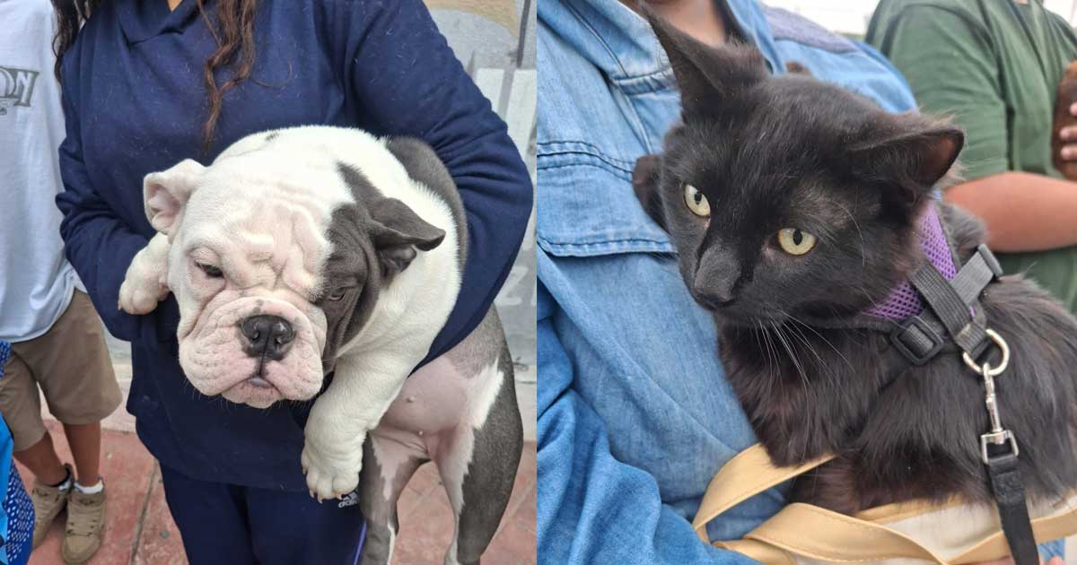 Del lado izquierdo, un perro; del lado derecho, un gato.