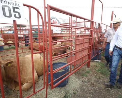 Ganado en Coahuila.