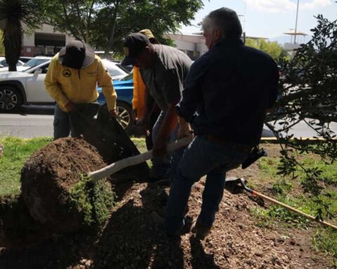 Trabajadores realizando labores de reforestación en Saltillo.