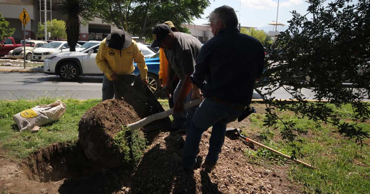 Trabajadores realizando labores de reforestación en Saltillo.