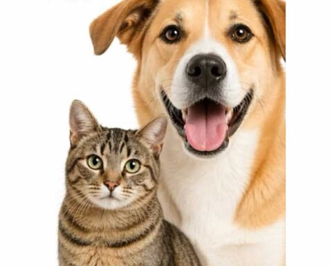 Un gato y un perro.