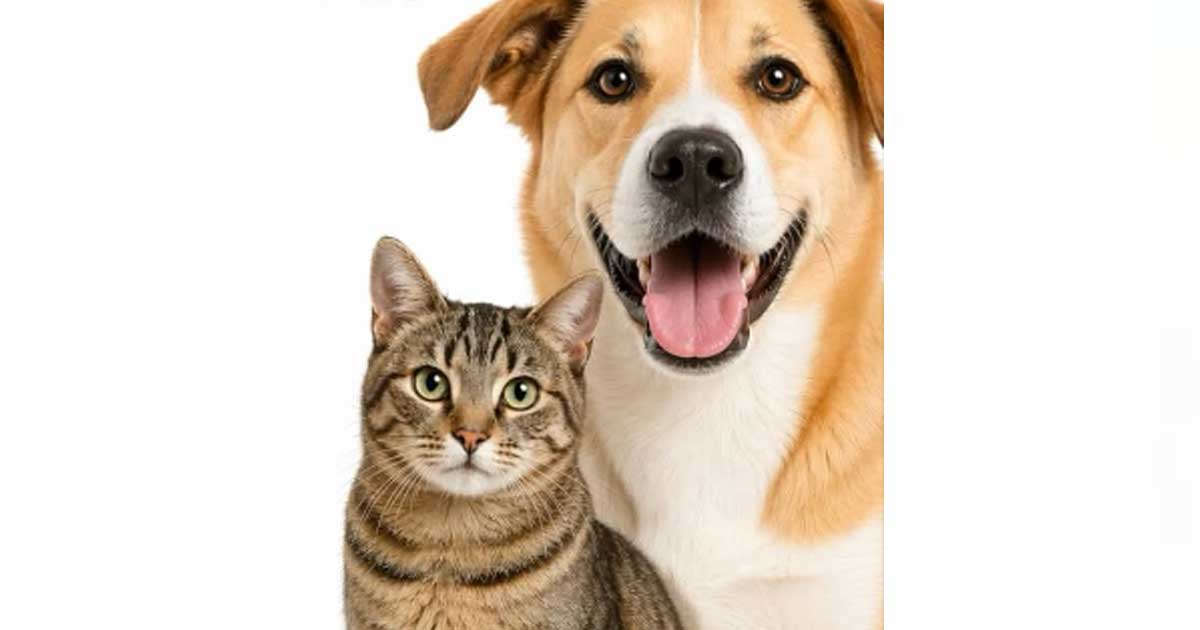 Un gato y un perro.