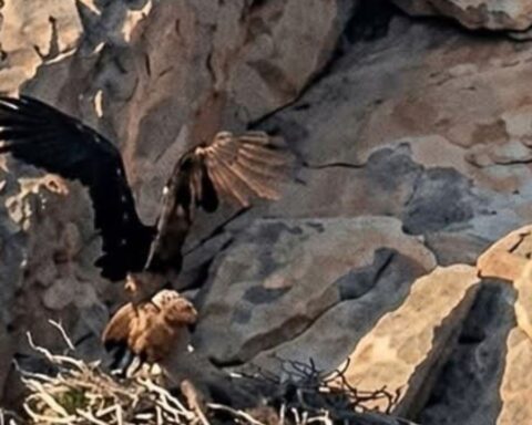 Águila Real Coahuila