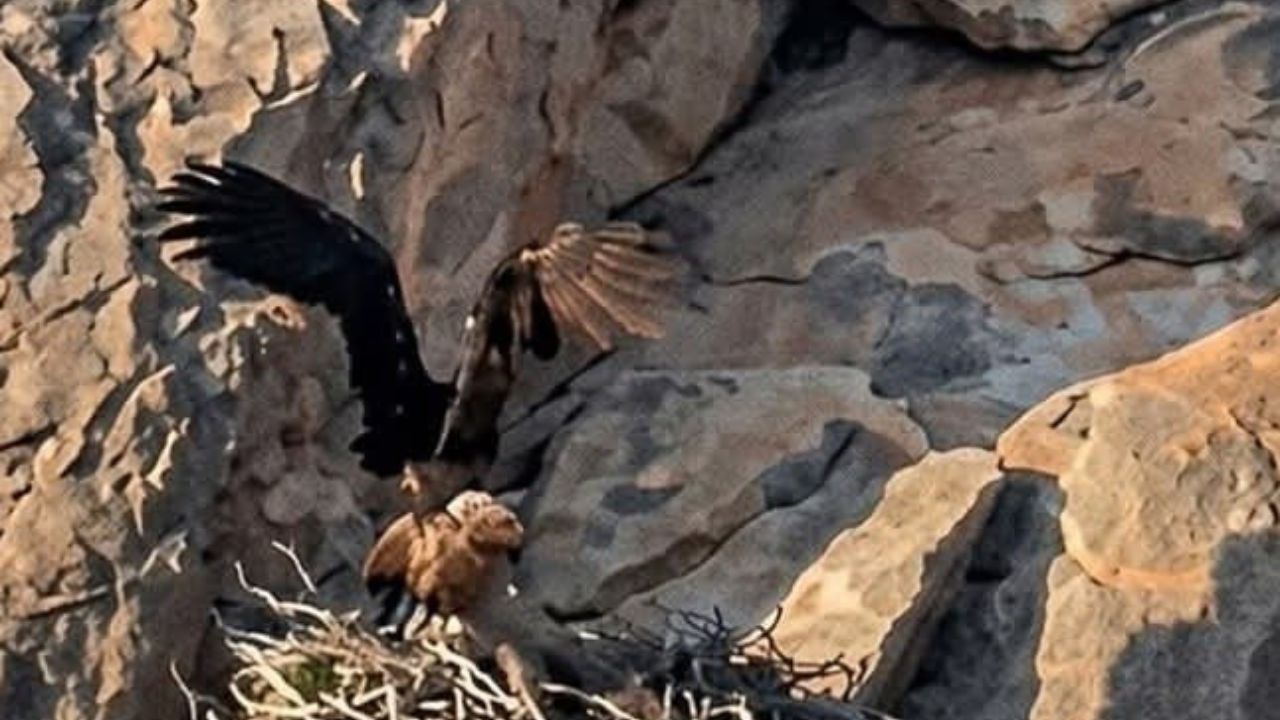 Águila Real Coahuila