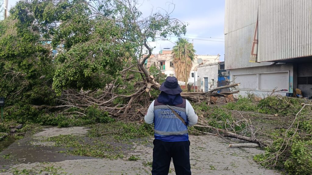Árbol caído tras lluvias en Torreón.