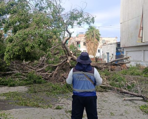 Árbol caído tras lluvias en Torreón.