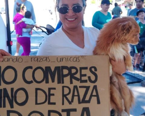 saltillo adopción perros