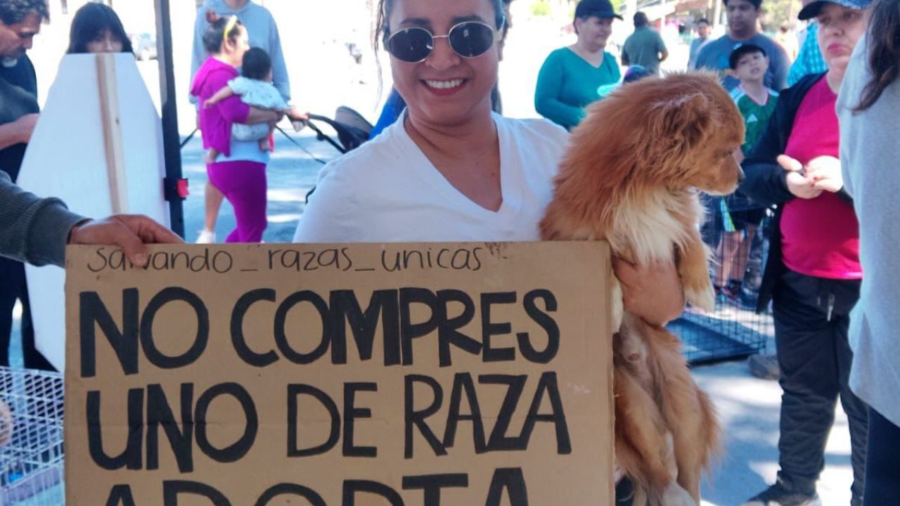 saltillo adopción perros