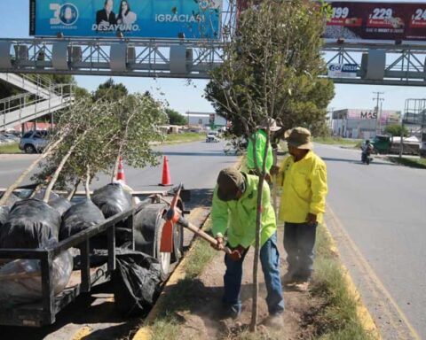 Trabajadores reforestando un camellón en Saltillo.