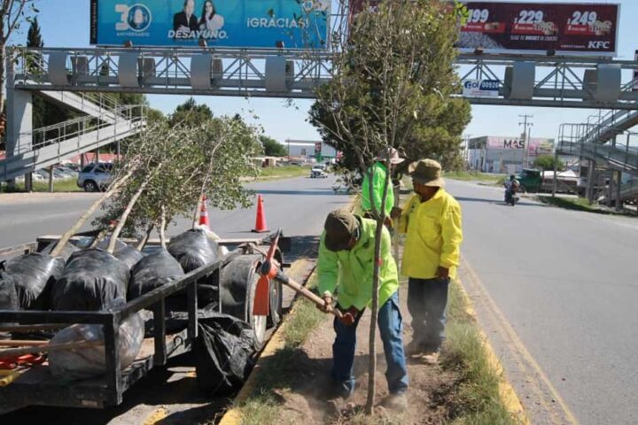 Trabajadores reforestando un camellón en Saltillo.