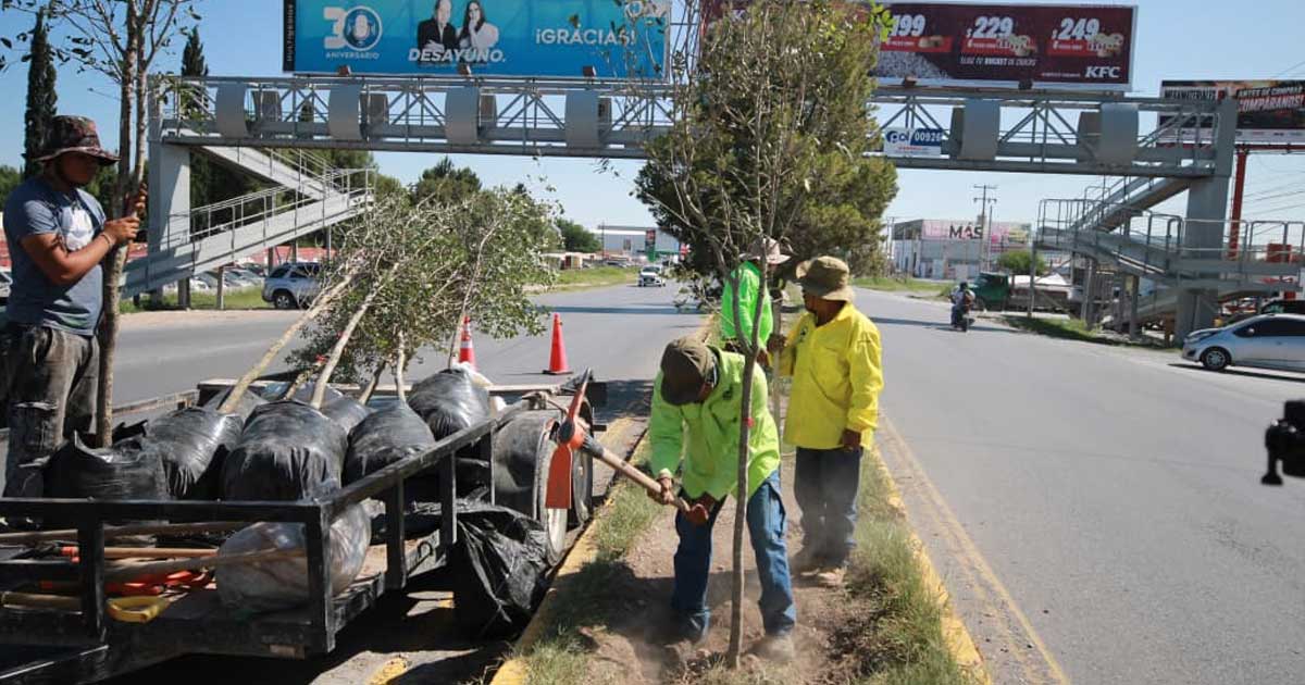 Trabajadores reforestando un camellón en Saltillo.