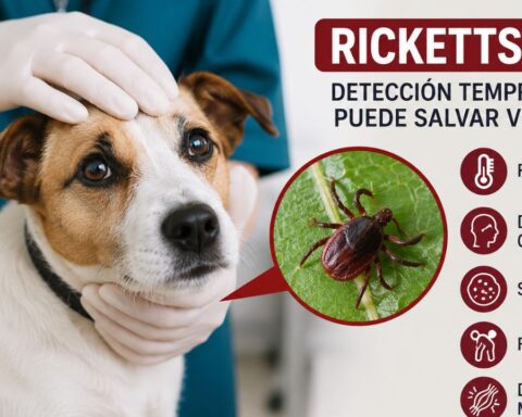 detección rickettsia