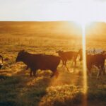 gusano barrenador llega a Texas
