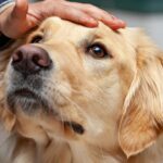 gusano barrenador mascotas
