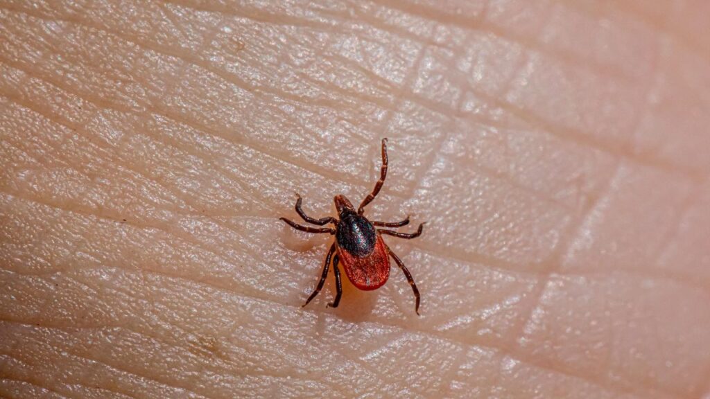 mortalidad en casos de rickettsia