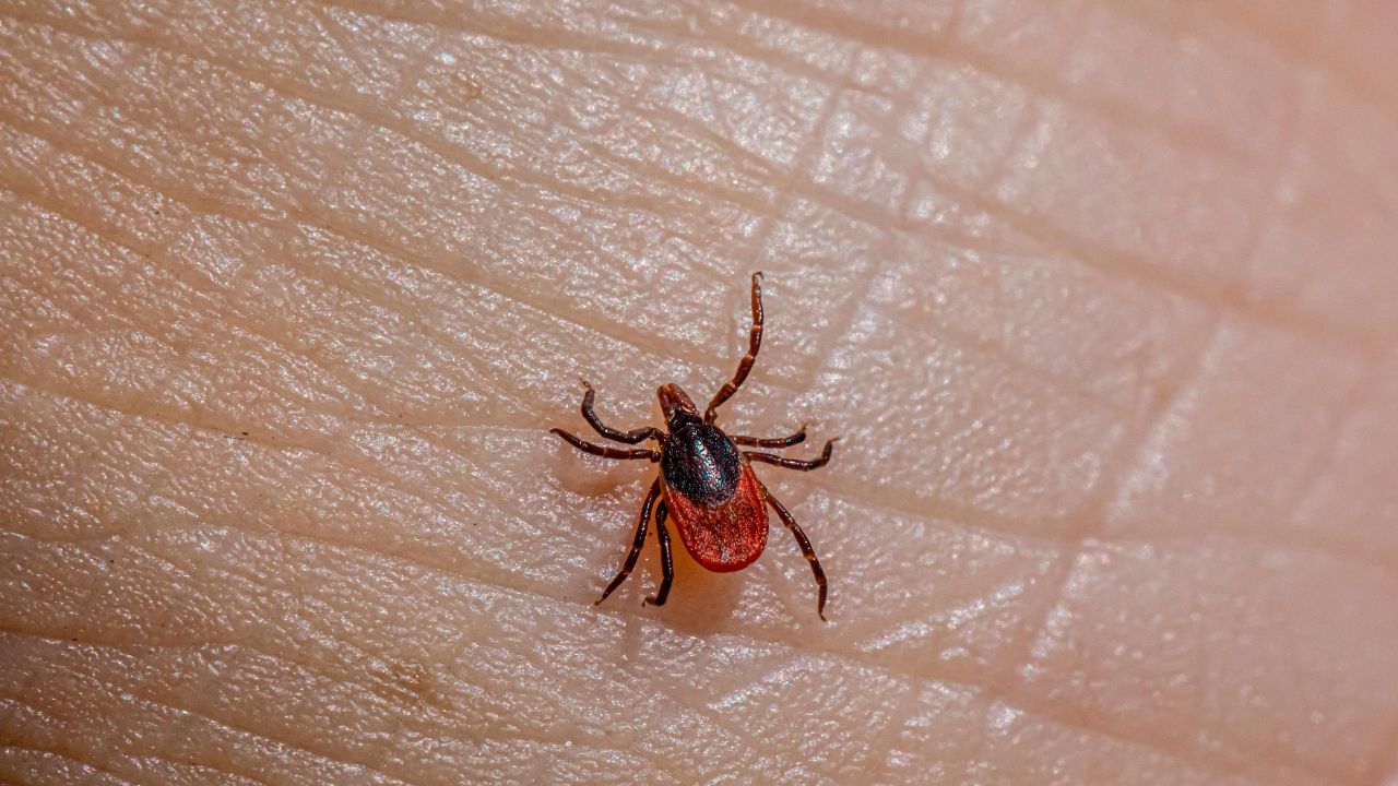 mortalidad en casos de rickettsia