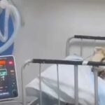 Rocky, perrito maltratado en Saltillo, siendo atendido en una clínica veterinaria.