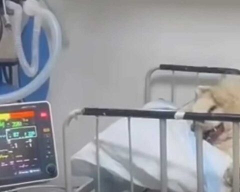 Rocky, perrito maltratado en Saltillo, siendo atendido en una clínica veterinaria.