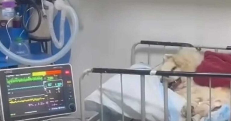 Rocky, perrito maltratado en Saltillo, siendo atendido en una clínica veterinaria.