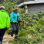 Trabajadores removiendo árboles caídos por lluvias en Saltillo.