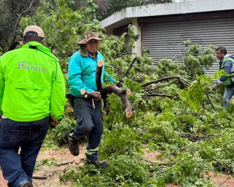 Trabajadores removiendo árboles caídos por lluvias en Saltillo.