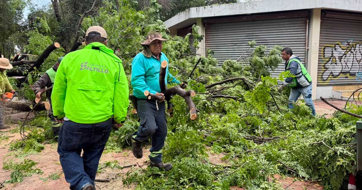 Trabajadores removiendo árboles caídos por lluvias en Saltillo.